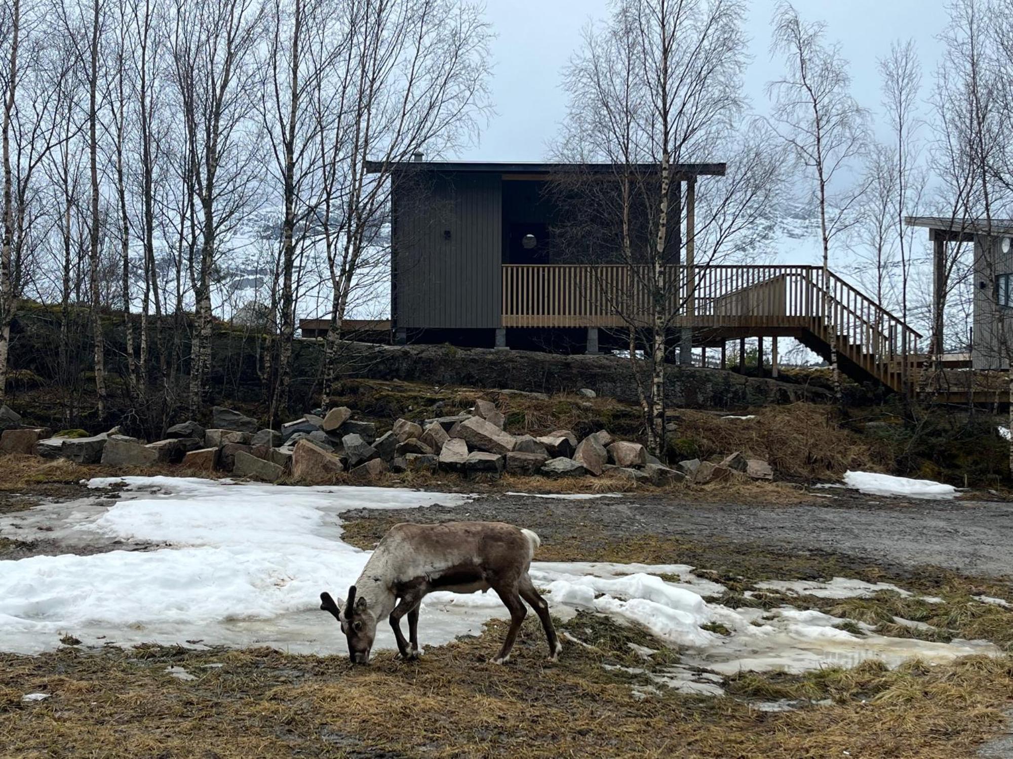 Efjord And Stetind Resort - Cabin Kobbernestinden Ballangen Exteriör bild